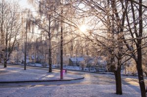 snowy trees in Estonia
